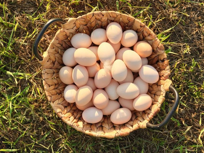 farm-fresh-chicken-eggs-in-basket-on-the-grass-in-2022-03-16-22-37-55-utc-min-v2.jpg